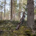 Sztucer Tikka T3x Varmint Hunter oparty o pień drzewa w lesie, z zamontowaną lunetą