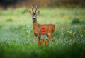 Lornetka z dalmierzem Leica Geovid 10x42 PRO AB Sarna obserwowana przez lornetkę Leica Geovid Pro 10x42 AB+ podczas obserwacji w naturalnym środowisku leśnym