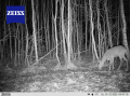 Fotopułapka Zeiss Secacam 5 – przykładowe nocne zdjęcie wykonane w lesie, przedstawiające sarnę podczas żerowania